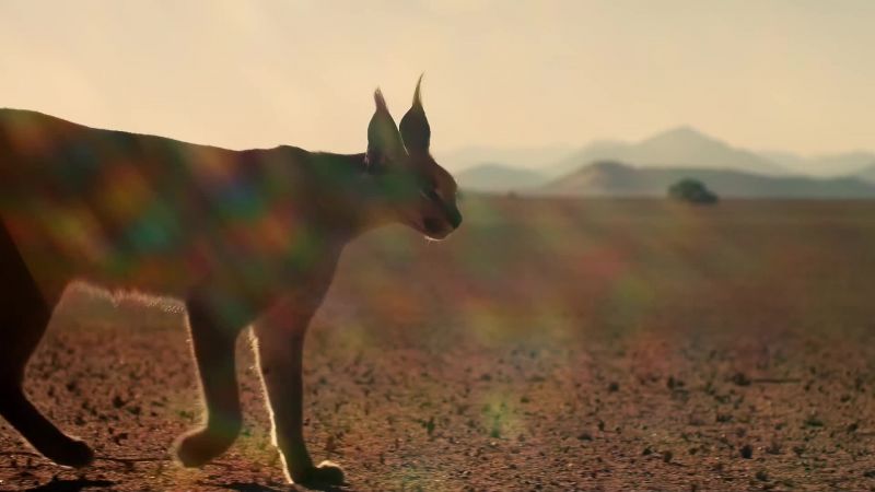 Amazingly, there are animals that spend their lives