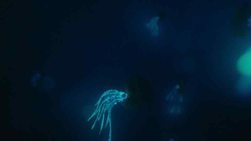 Ammonites are mollusks, related to octopus and squid