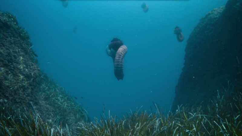 Ammonites have been thriving in these prehistoric oceans