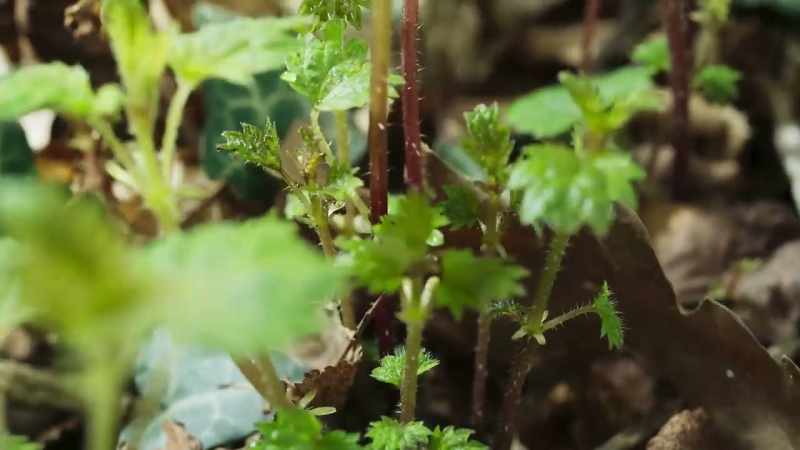 Among the first to start are nettles - the sprinters
