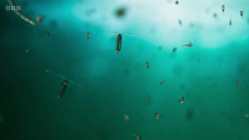 Among them are copepods, tiny crustaceans