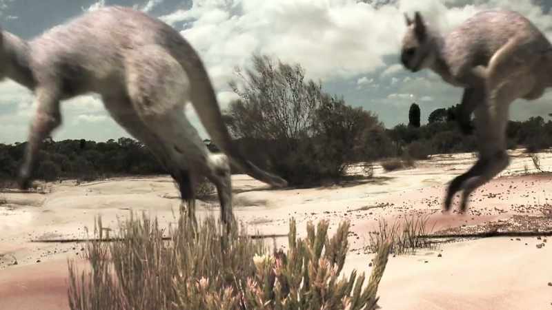 Among them, the largest marsupial carnivore ever to live