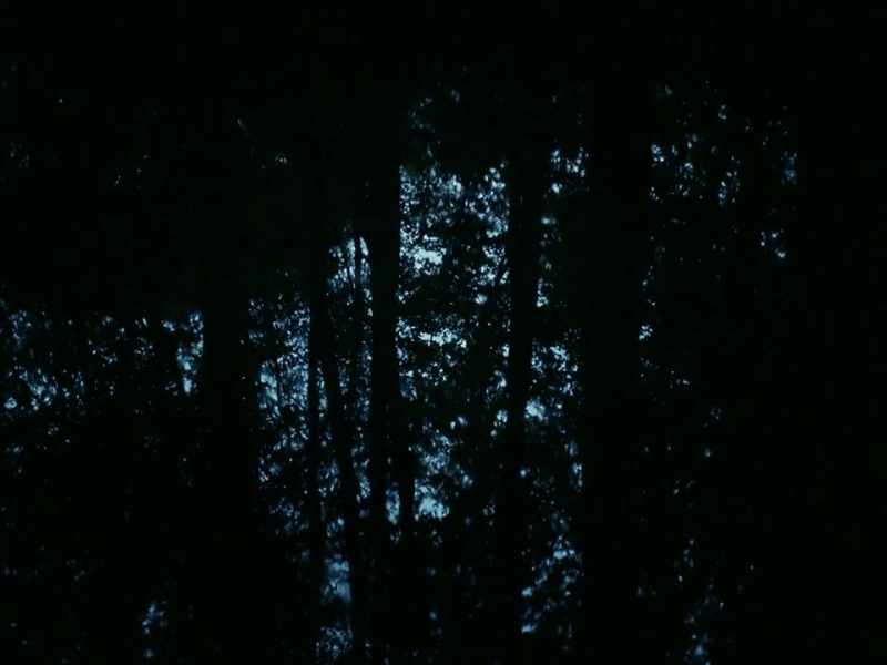 Amsterdam's forest, or 