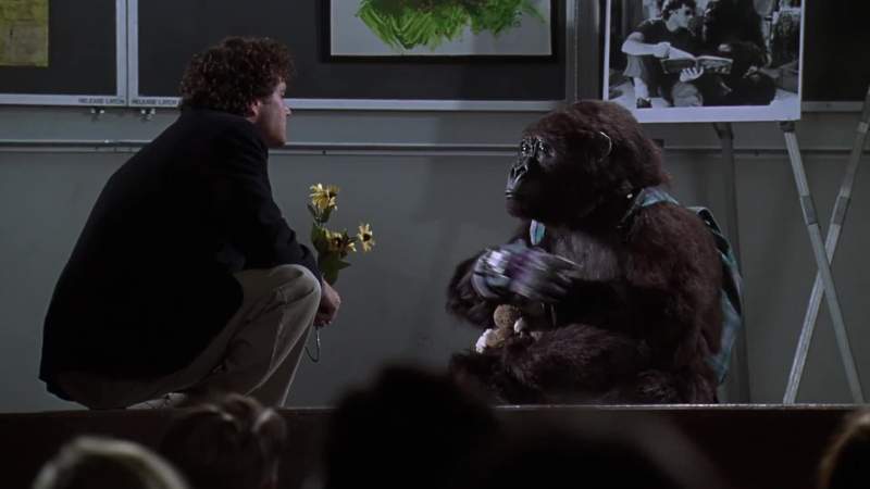 AMY Amy 7 Amy good gorilla