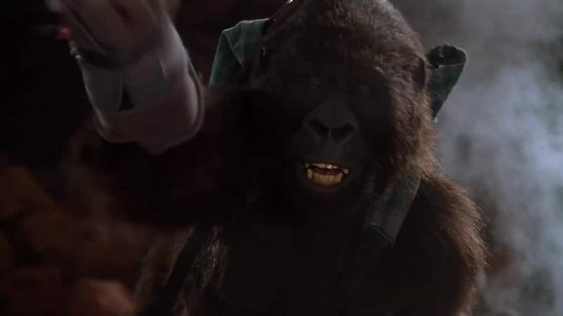 AMY Ugly gorillas Ugly Go away