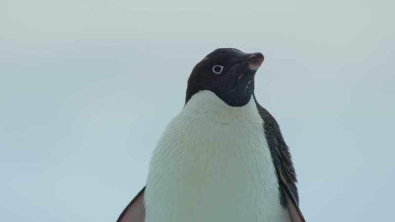 An Adelie penguin, resting on the ice