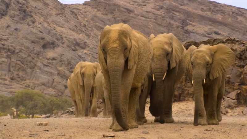 An adult elephant