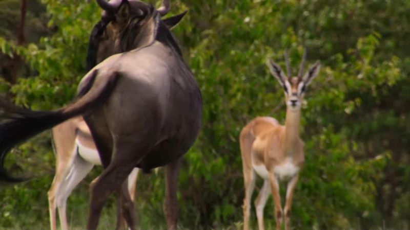 An adult wildebeest is a formidable opponent