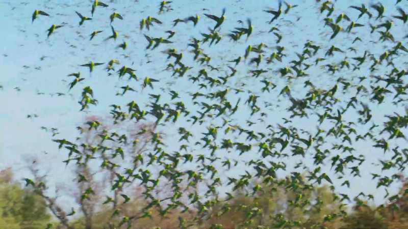 An aerial hunter needs to lock on to a single target for a few seconds