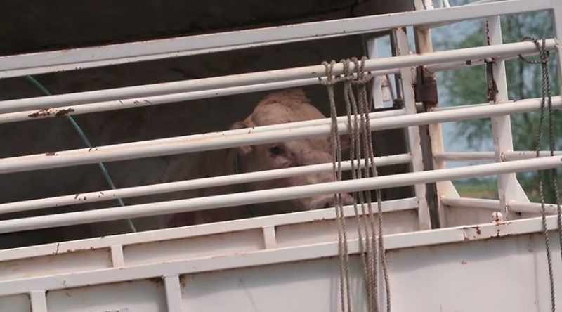 An animal this destructive, they're just not worth keeping
