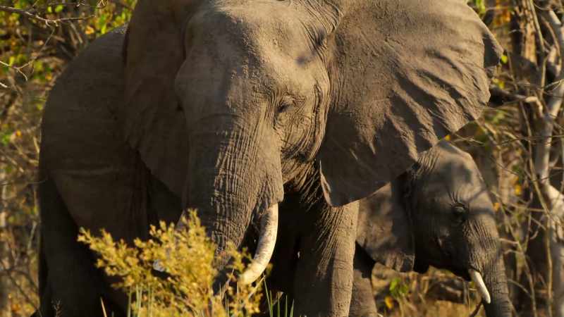 An elephant could easily trample an inexperienced pup