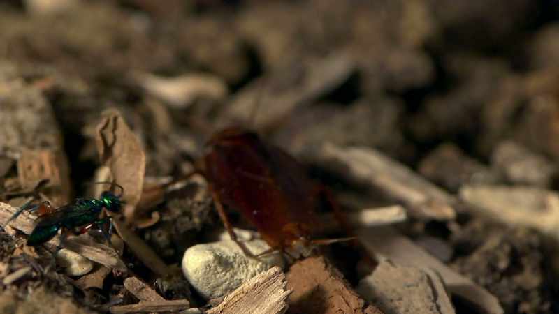 An emerald wasp is stalking it to drug and enslave