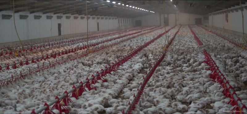 An emerging problem is that chicken consumption