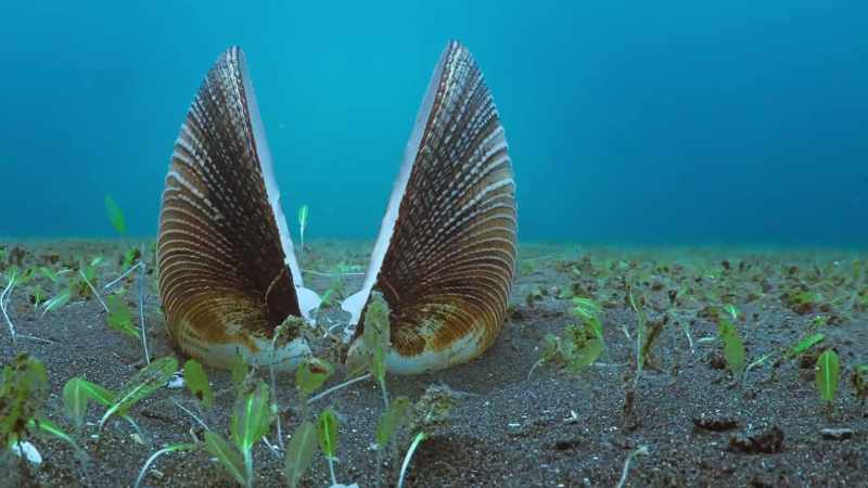 An empty scallop shell