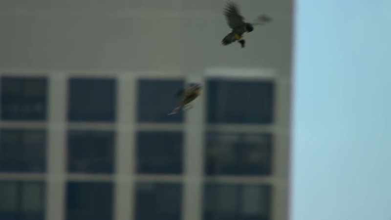 an essential step in developing the agility to tackle fast-flying prey