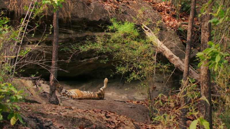 An experienced tigress like Raj Bera