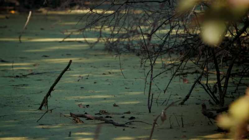 AN HOUR INLAND FROM THE RIVER