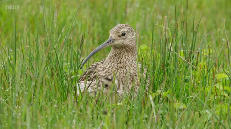 An increase in predators and changes in the climate