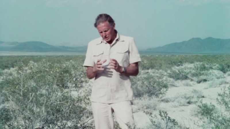 An individual creosote bush