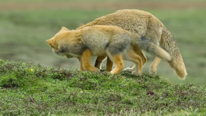 'An injury as serious as this could stop her hunting