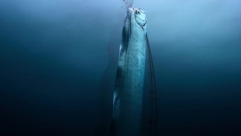 An oarfish