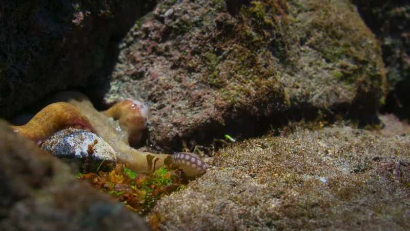 An octopus. Also a crab killer
