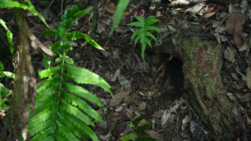 An old burrow surrounded by vegetation