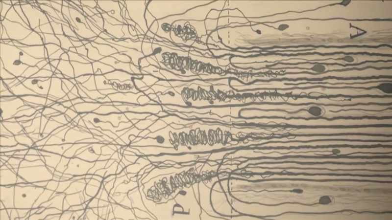 {\an1}And scientists discovered different regions