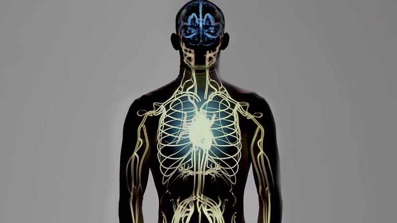 {\an1}Nerves that go to the brain as well as nerves