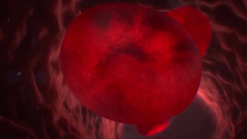 {\an1}Red blood cells have a margin error of exactly zero