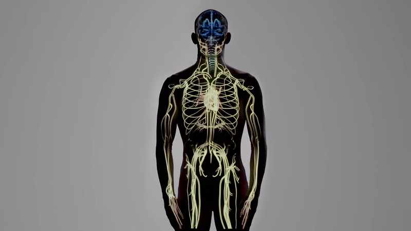 {\an1}-The connection between the brain and the heart