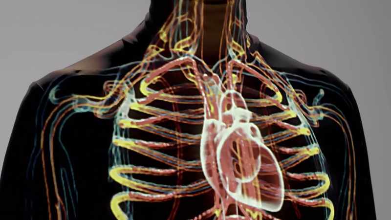 {\an1}-The heart is the first organ to start functioning