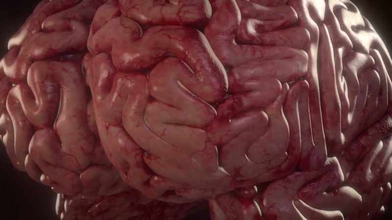 {\an1}The structures in the brain regulate the heart