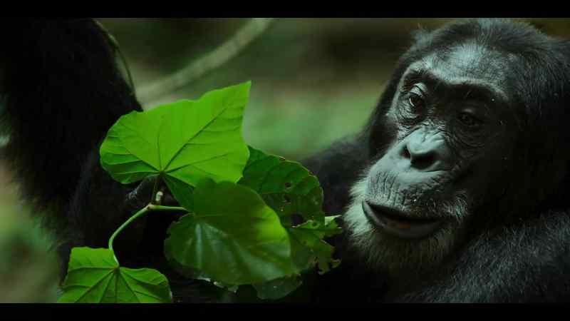 {\an8}But now there's another ambitious young chimp