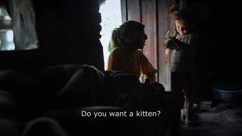 {\An8}Do you want kitten? Want to take one?