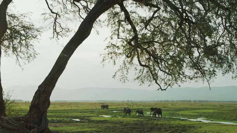 {\an8}ELEPHANTS TRUMPET