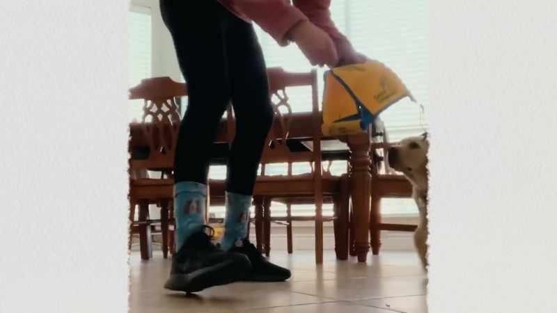 {\an8}How to be a good dog