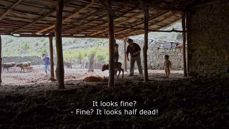 {\an8} It looks fine? - Fine? It looks half dead!