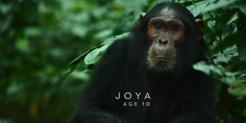 {\an8}Joya is also an orphan