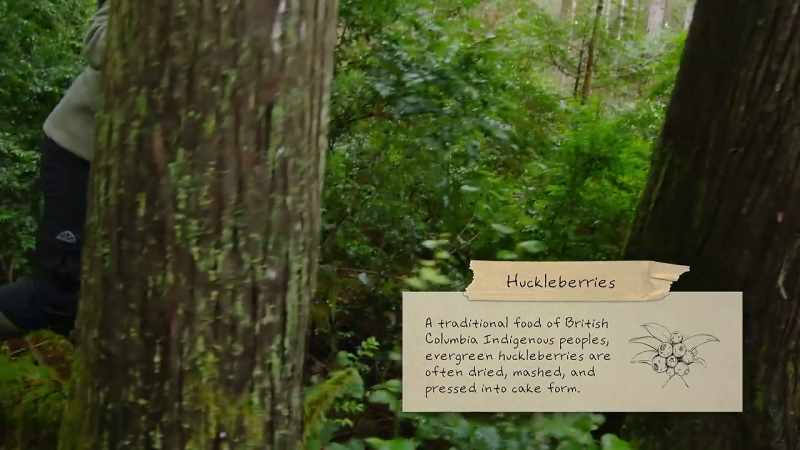 {\an8}Really excited to find huckleberries today