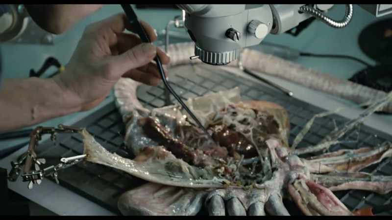 {\an8}We got one of the original facehuggers to use as reference