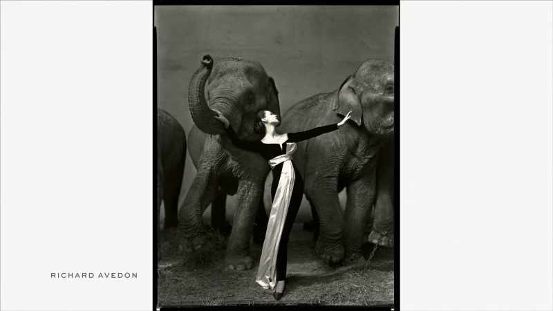 {\an8}You've seen an Avedon before even if you don't recognize it