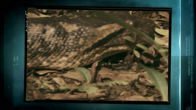 ANACONDAS GET TO AROUND 20 FEET LONG