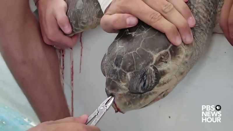 [anchor] In 2015, a marine biologist's video