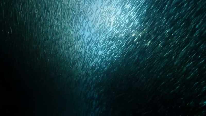 anchovies