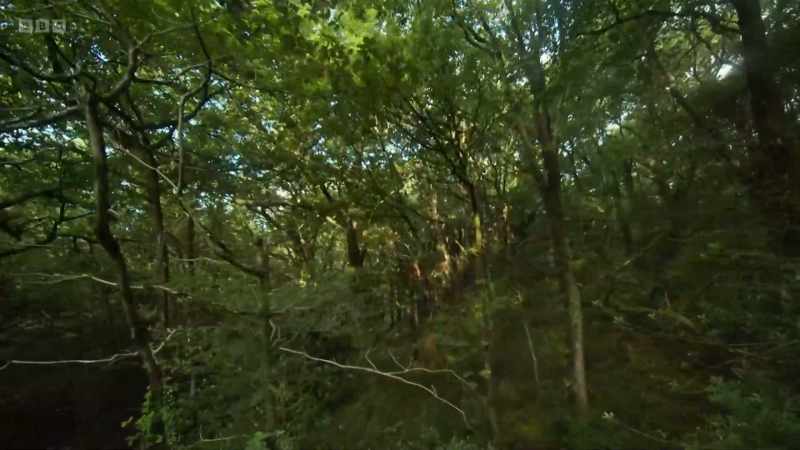 Ancient, diverse woodlands