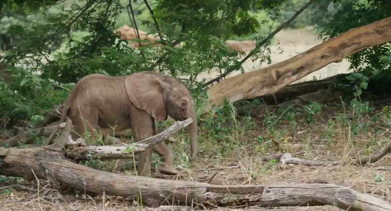 And for a baby elephant, there is nothing worse