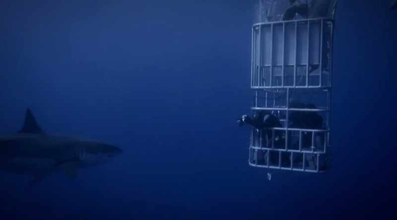 And a great white shark is able to locate