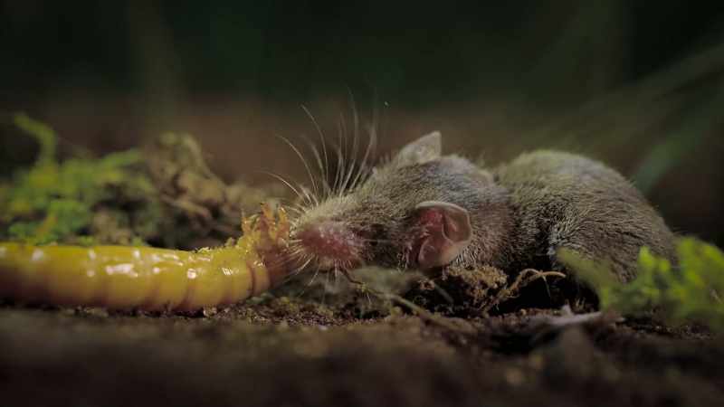 And a little larva is just for starters