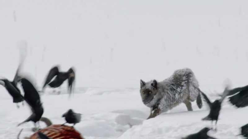 And a lone wolf searches desperately to find a pack